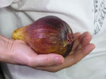 7070315s.jpg