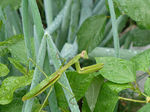 7100510s.jpg
