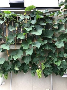 IMG_1180.JPG