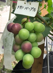 IMG_1851.jpg