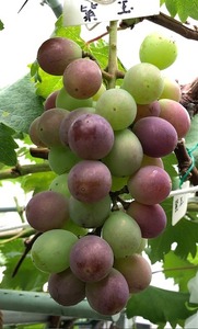 IMG_1852.jpg