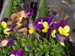 P1000027s.jpg