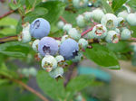 7061905s.jpg