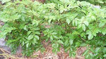 9050824s.jpg