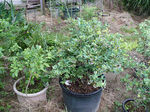 9060481s.jpg