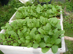 P1020667s.jpg