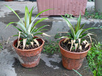 P1020707s.jpg